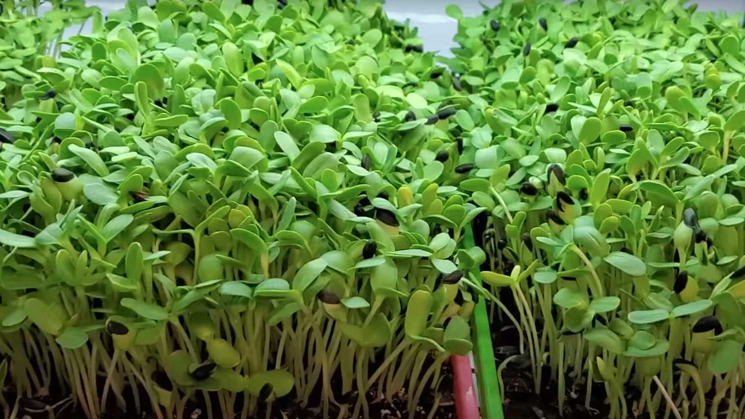 Girasol | Cultivo Microgreen en Español