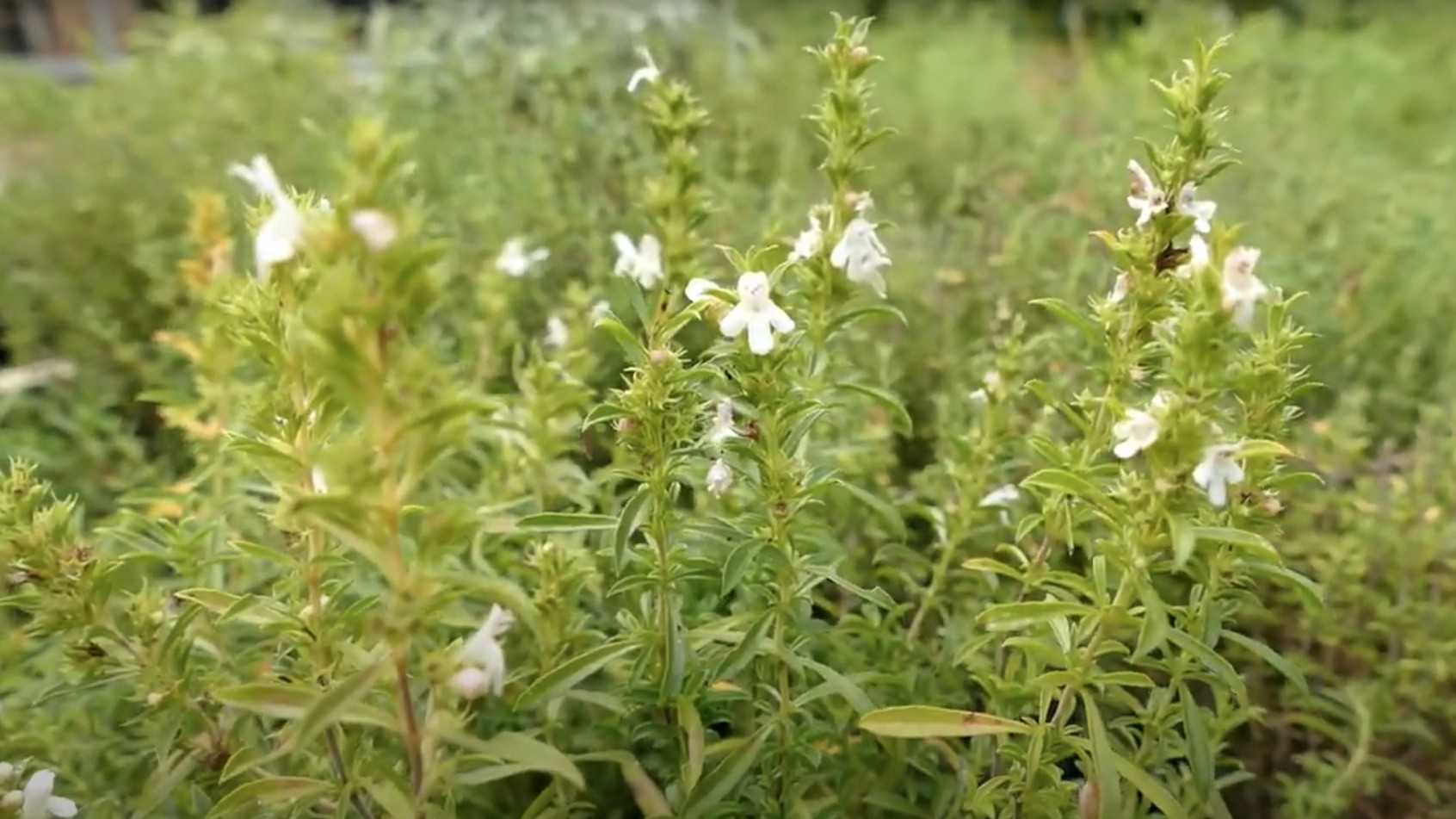 Ajedrea - Satureja hortensis