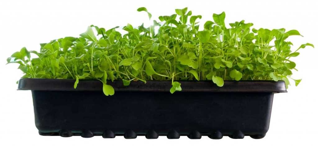 Rucula ideal para iniciarse en el cultivo microgreen